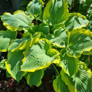 Hosta Seducer - Eurohosta