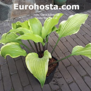 Hosta See No Evil 