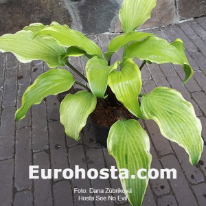 Hosta See No Evil 