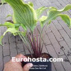 Hosta See No Evil 