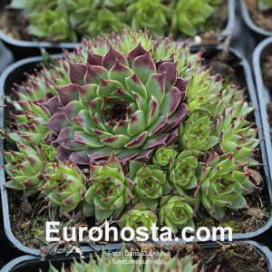 Sempervivum