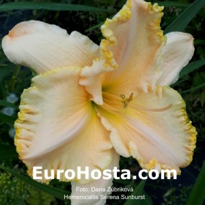 Hemerocallis Serena Sunburst - Eurohosta