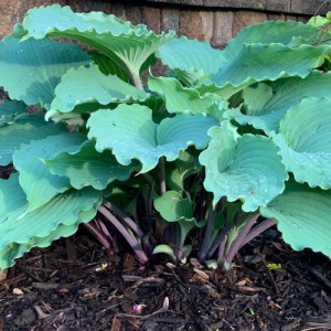 Hosta Skywriter