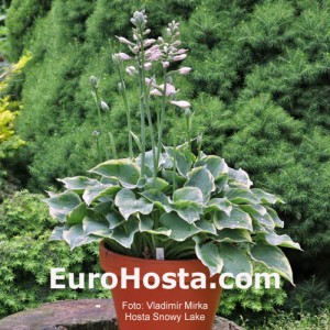 Hosta Snowy Lake