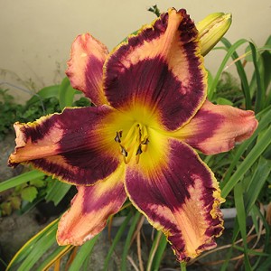 Hemerocallis Simmon's Overture