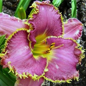 Hemerocallis Spiny Sea Urchin