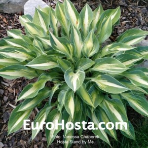 Hosta Stand by Me - Eurohosta