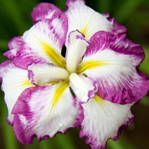 iris Stipples Ripples