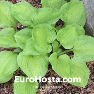 Hosta Tattoo - Eurohosta