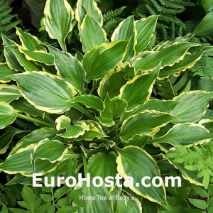 Hosta Tea at Betty’s