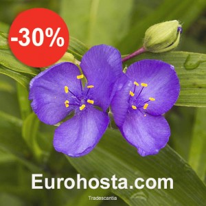 Tradescantia - Eurohosta