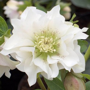 Helleborus Double Ellen White Shades