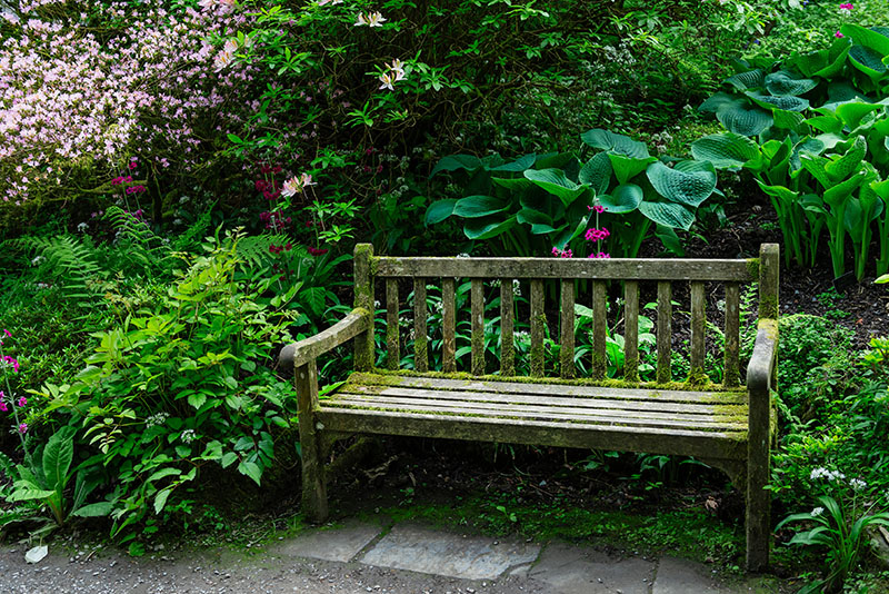 hosta in the garden