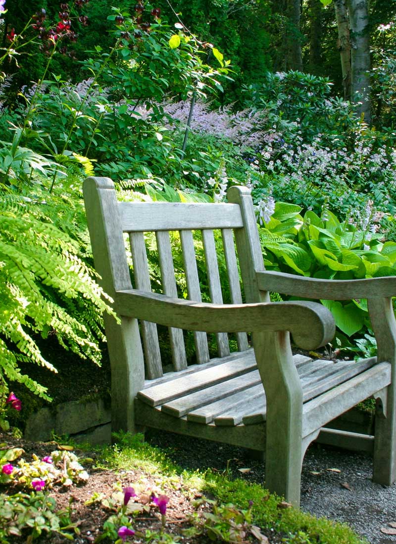 Hostas in the garden – by the bench