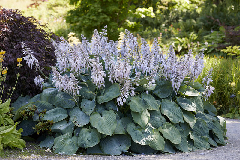 hosta - eurohosta