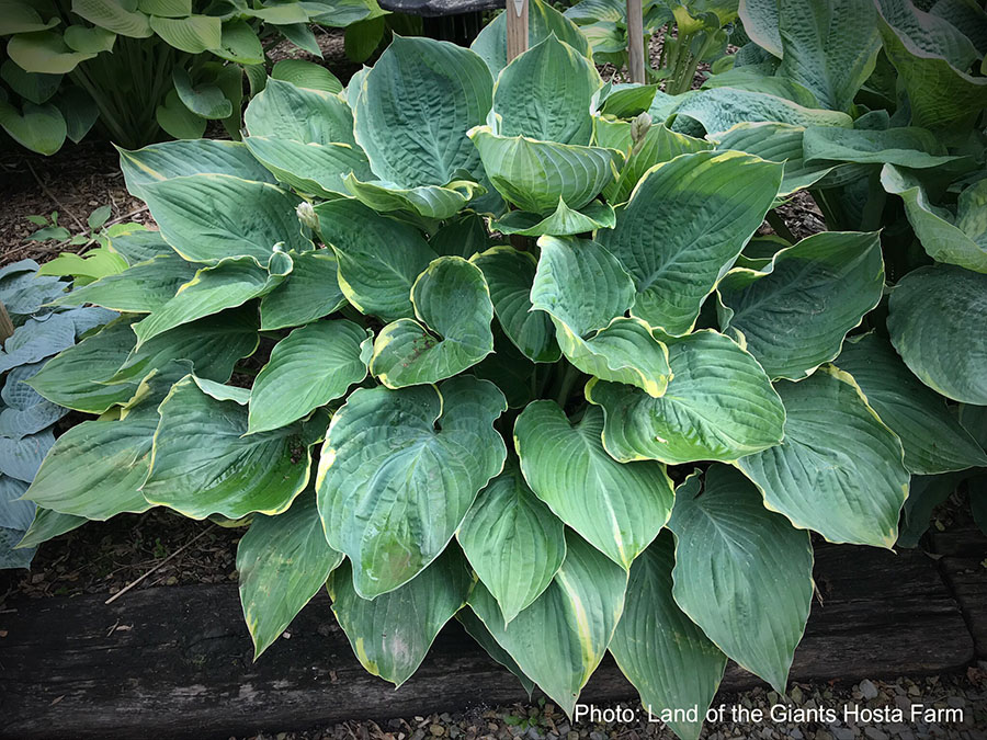 hosta