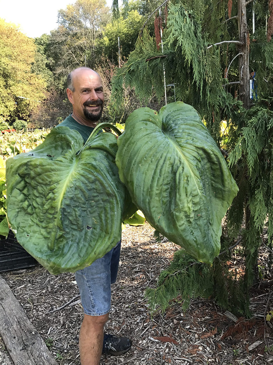 hosta giantland big bastard