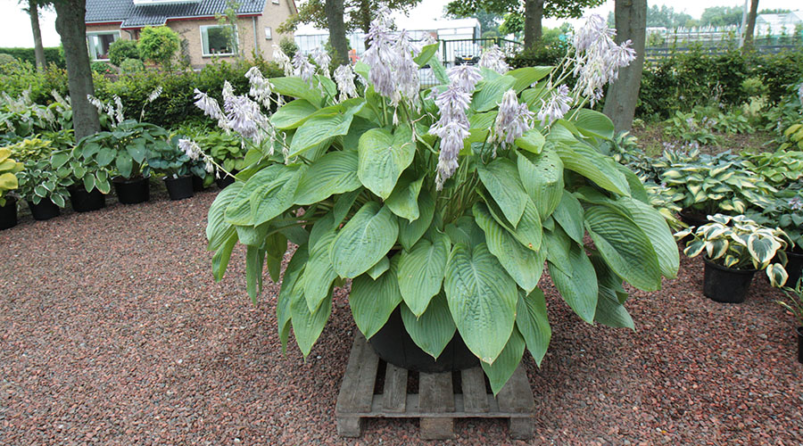 hosta empress wu