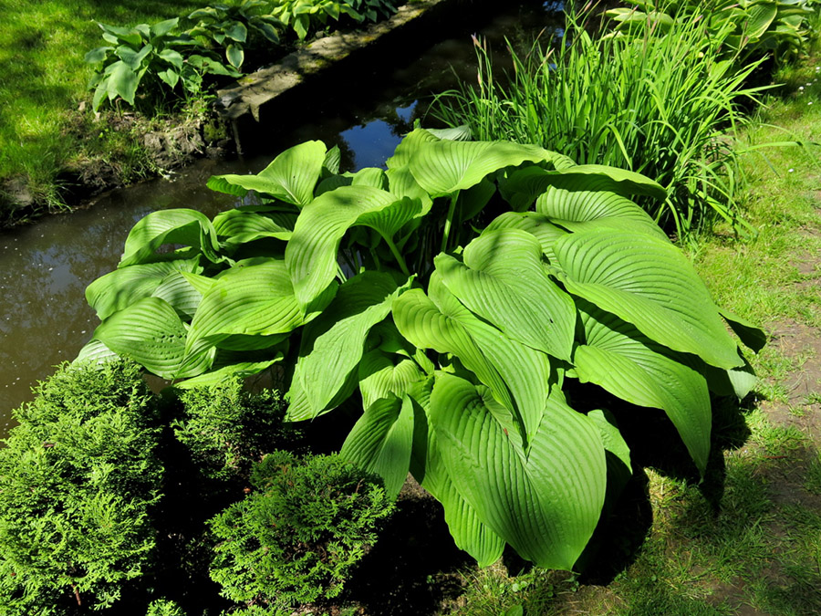 hosta green acres