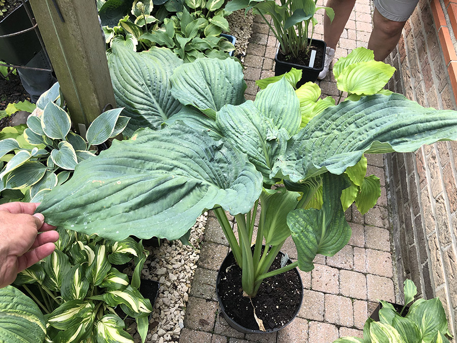 hosta valle salty crocodile