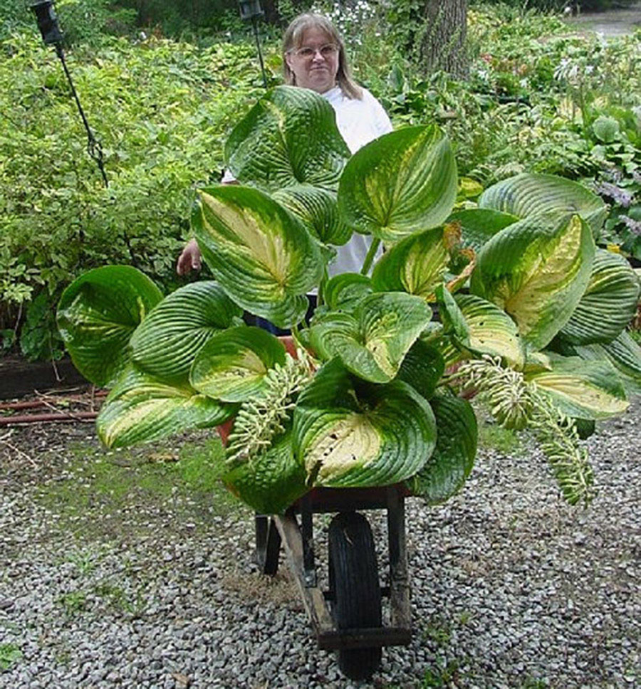 hosta big kahuna