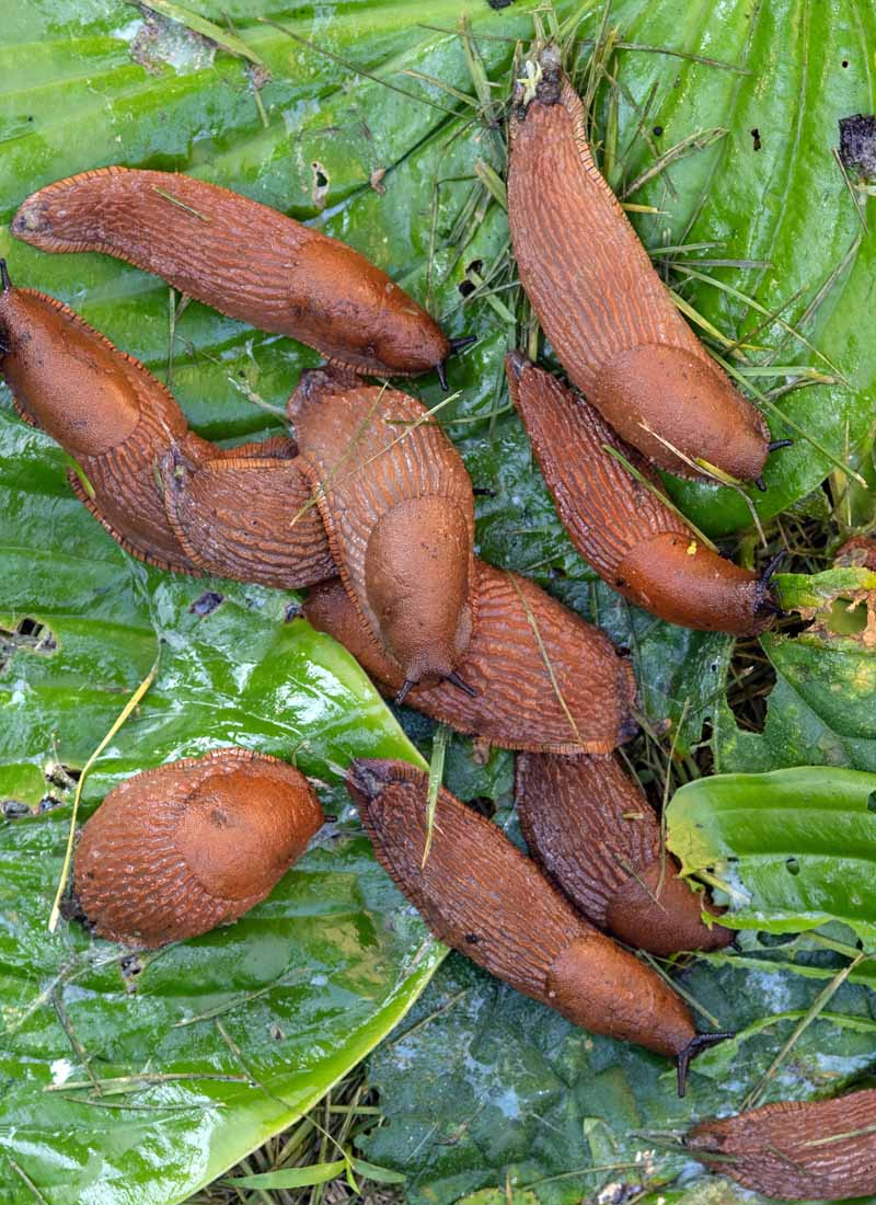Slugs and snails