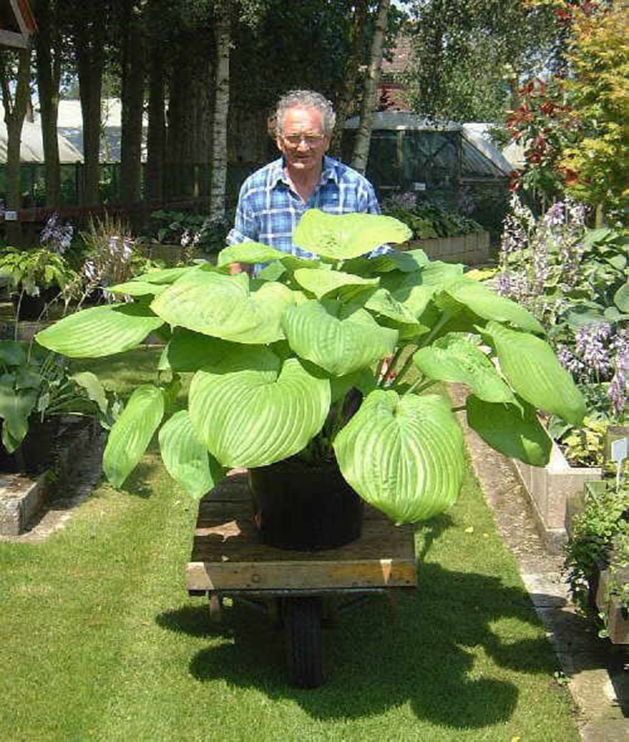 hosta sum and substance