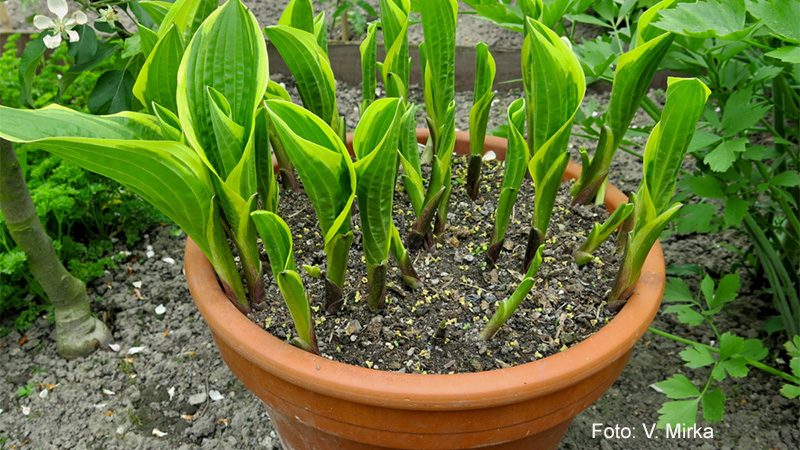 Hostas in pots - EUROHOSTA