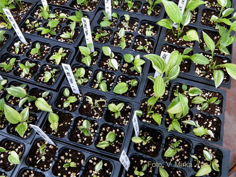 The gardening show was boring so we planted our own seeds